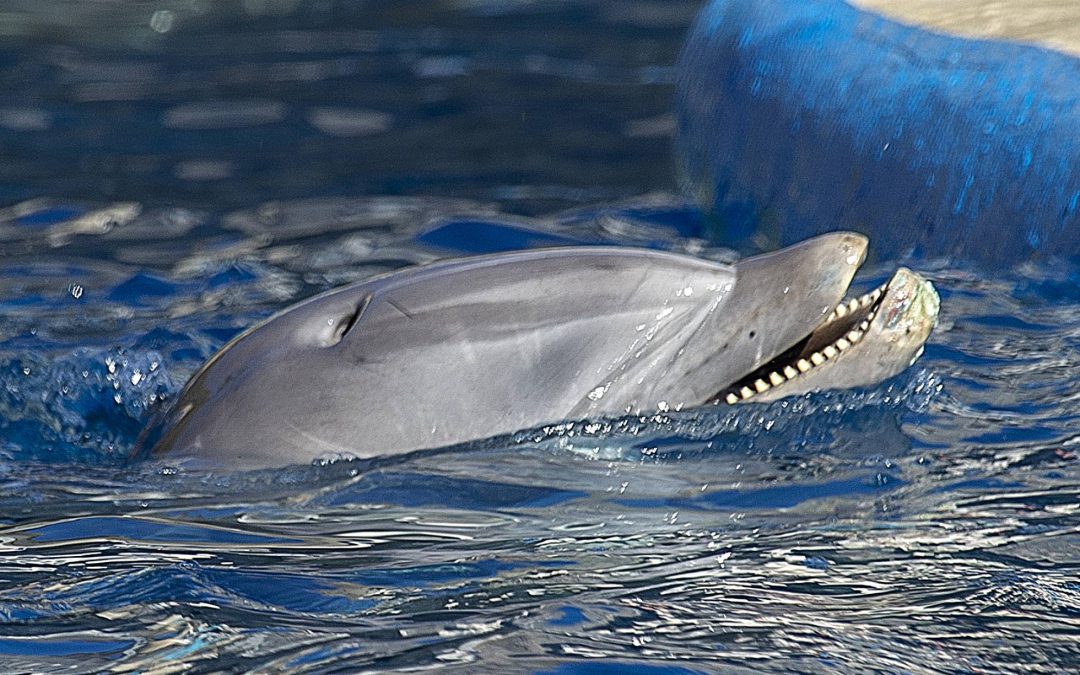 Miles de visitantes al año testigos de un maltrato